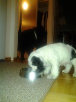 /album/patu/syksytalvi12-085-jpg/